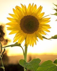 Bright sunflower blooming at sunrise