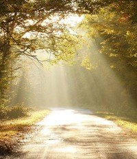 SLOGAN, Michael James Slogan Sunlit forest path with golden autumn leaves.