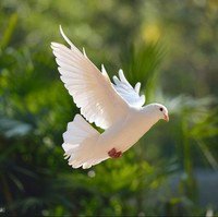 White dove flying over lush green background.