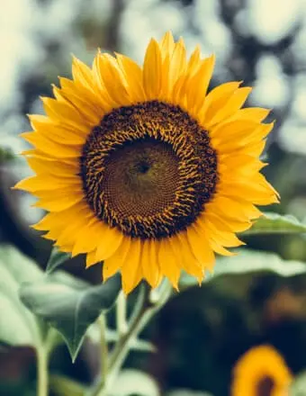 Bright yellow sunflower in full bloom