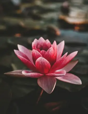 Pink lotus flower with dark blurred background.