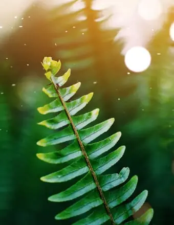 Close-up of green fern leaf with sunlight