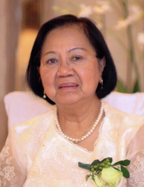 numida gallevo