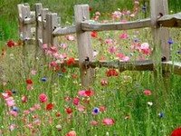 Wildflowers beside wooden fence in meadow
