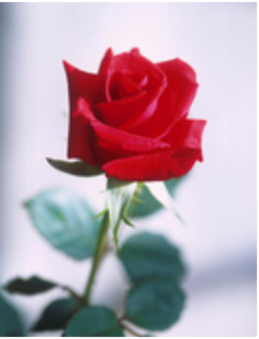Close-up of a vibrant red rose bloom.