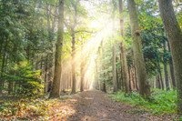 Sunlight streaming through forest trees on a trail.