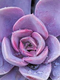 Purple succulent plant with water droplets close-up.