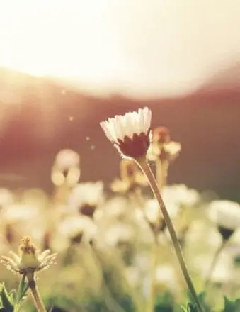 Close-up of daisies in sunlight