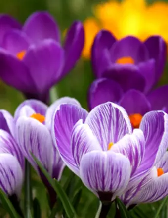 Purple and white crocus flowers in bloom.