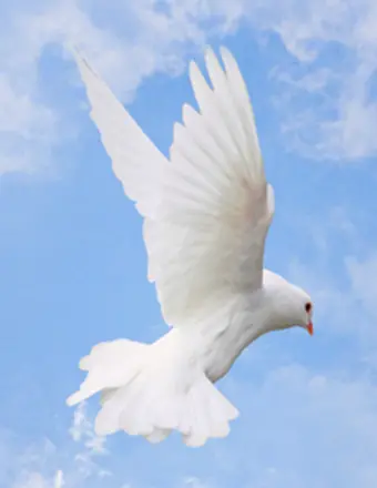 White dove flying in blue sky