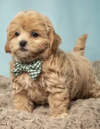 Fluffy puppy with bow tie on blanket
