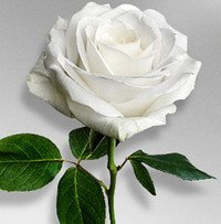 White rose with green leaves on gray background.