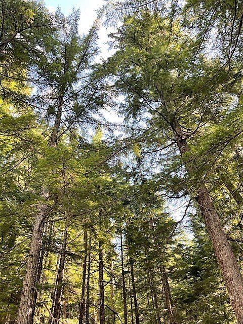 Tall evergreen trees under clear blue sky.