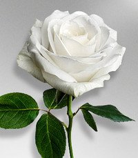 Close-up of a white rose with green leaves.