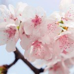 zhen fang yun vancouver bc obituary
