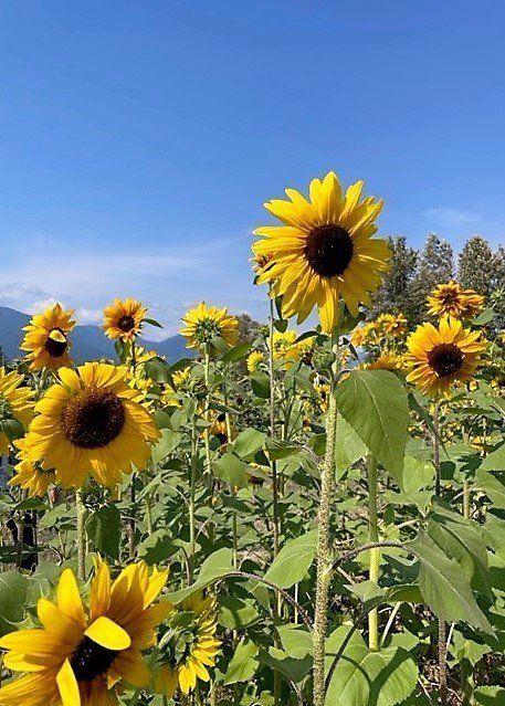 Sunflowers in a field under blue sky.