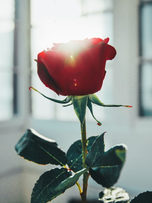anne smith vancouver bc obituary