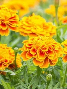 flower 2 225x300
