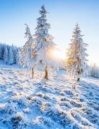 Snowy trees in winter sunlight forest scene.
