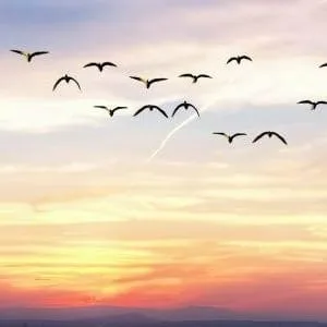 Birds flying at sunset with colorful sky.