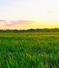 Sunny meadow with vibrant green grass at sunset.