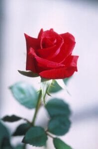 Close-up of a blooming red rose.